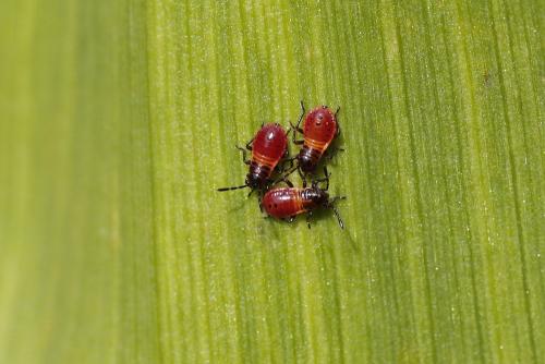 Réf. 272 900 : Spilostethus saxatilis